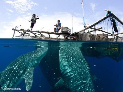 The Magnificent Seven: Indonesia’s 7 Remarkable Marine National Parks