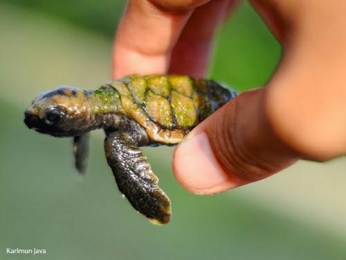 The Magnificent Seven: Indonesia’s 7 Remarkable Marine National Parks