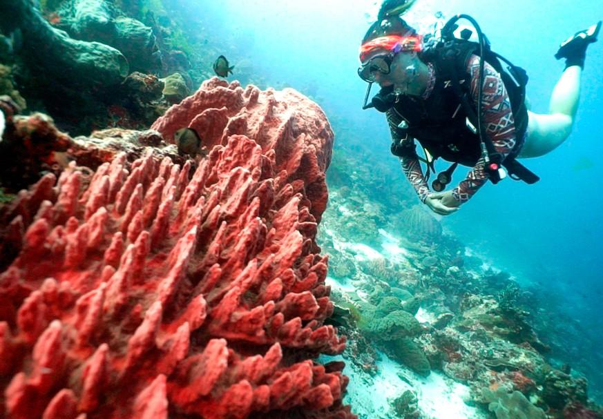 Why Indonesia is One of The Best Places in the World to Scuba Dive