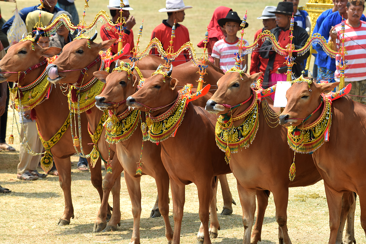 Discover Indonesia’s latest Destination: MADURA ISLAND Across SURABAYA