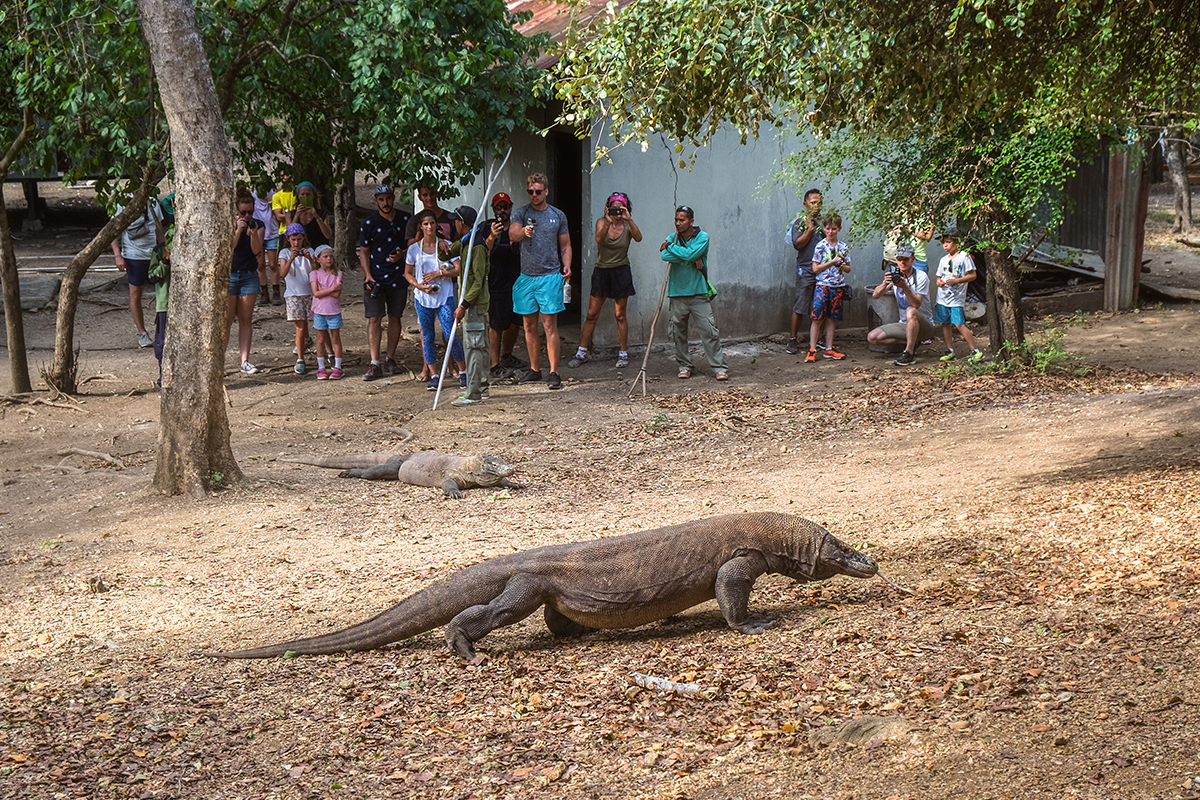 LABUAN BAJO, buffer zone to Komodo National Park is now under Tourism Authority