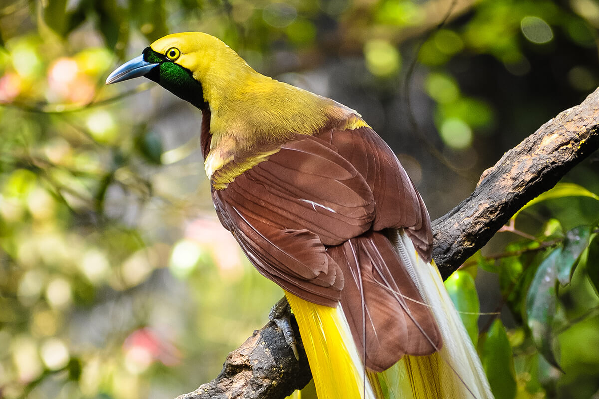 Meet the MASCOTS OF ASIAN GAMES 2018: Indonesia’s Precious Endangered Wildlife