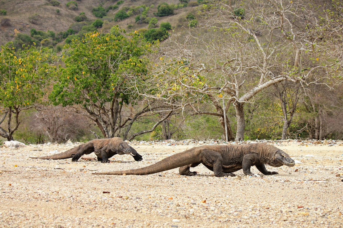 10 Alasan Kenapa Kamu Harus Mengunjungi Taman Nasional Komodo - Indonesia Travel