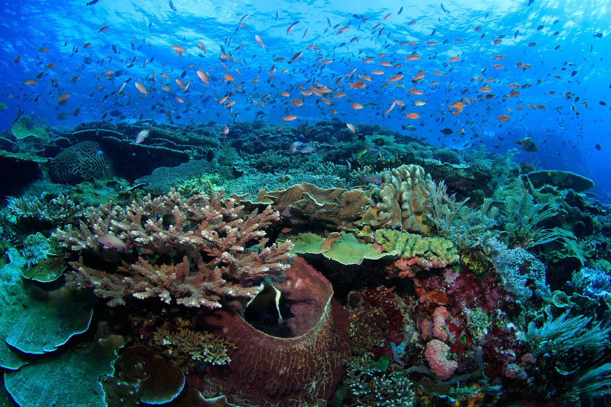 taman nasional komodo