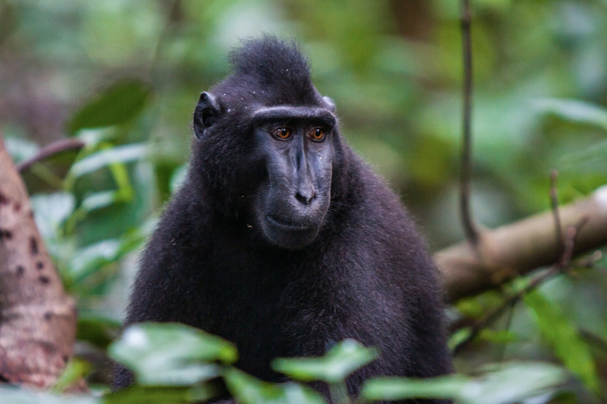 a Black Macaque