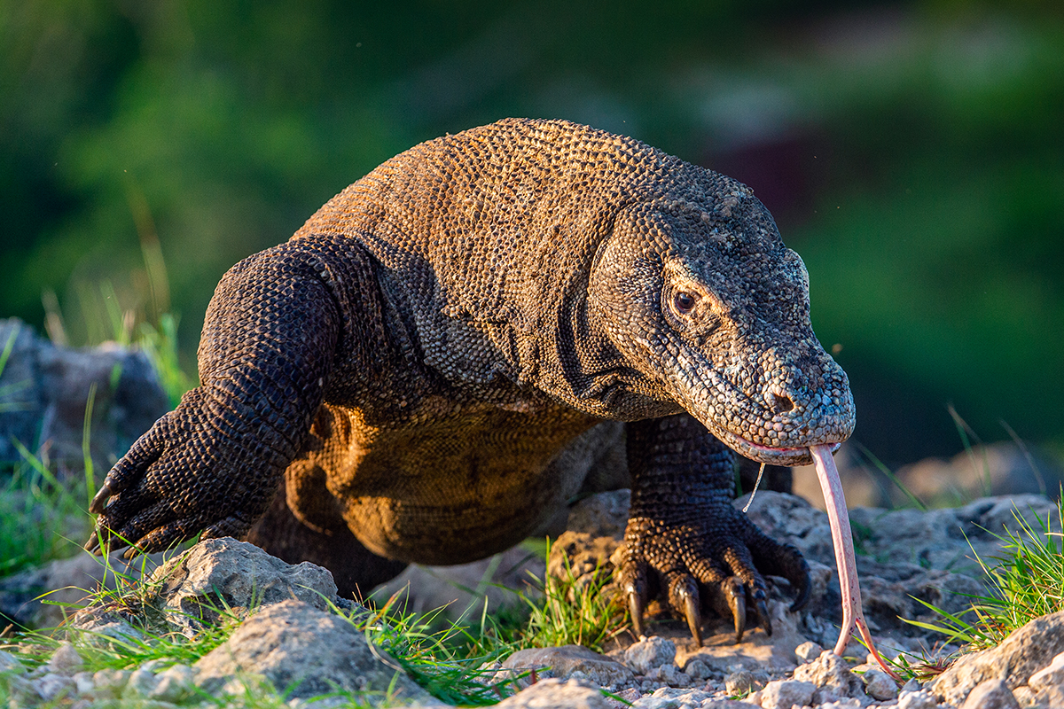 a Komodo Lizard