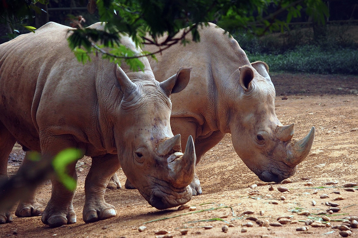 two Sumatran Rhinoceroses