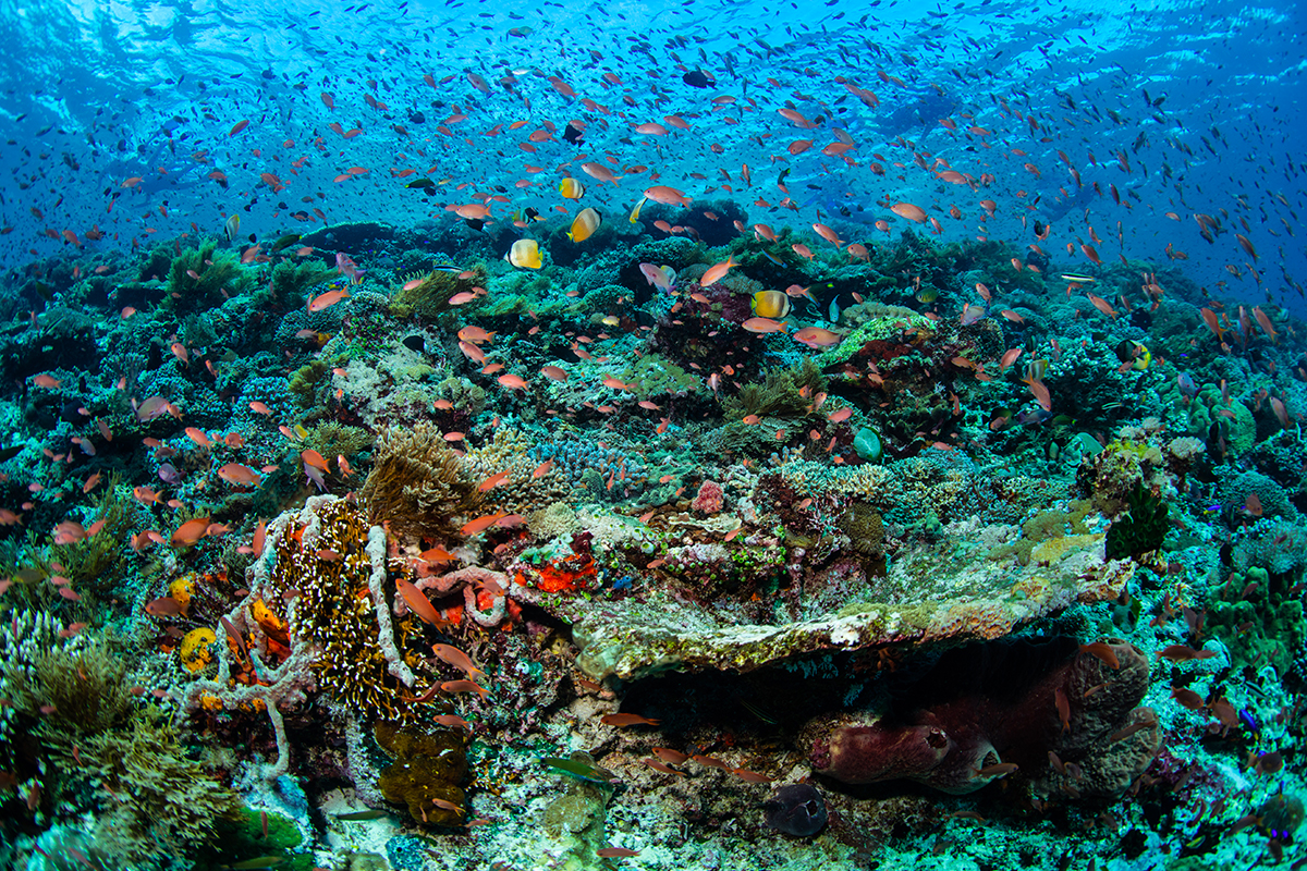 keindahan bawah laut di pulau alor
