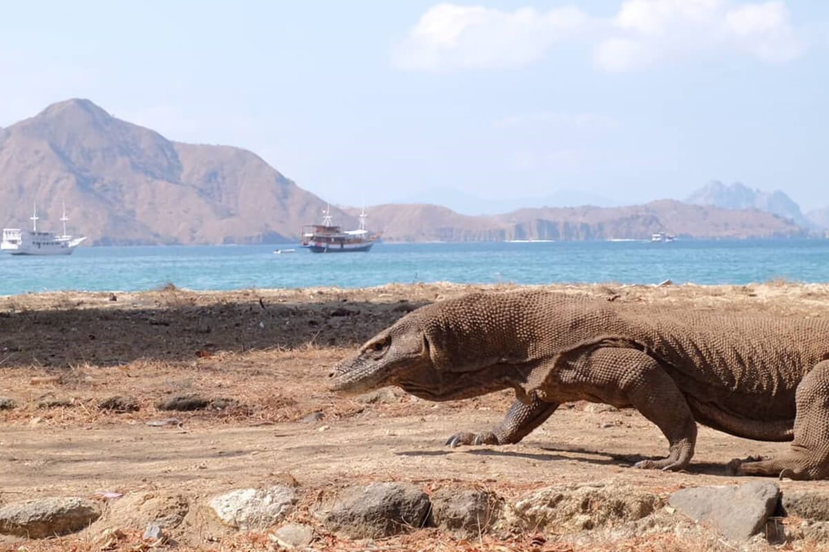 夏の旅は東ヌサトゥンガラで最高の思い出を 魅惑の11スポットをご紹介 Indonesia Travel 夏の旅は東ヌサトゥンガラで最高の思い出を 魅惑の11スポットをご紹介 Indonesia Travel