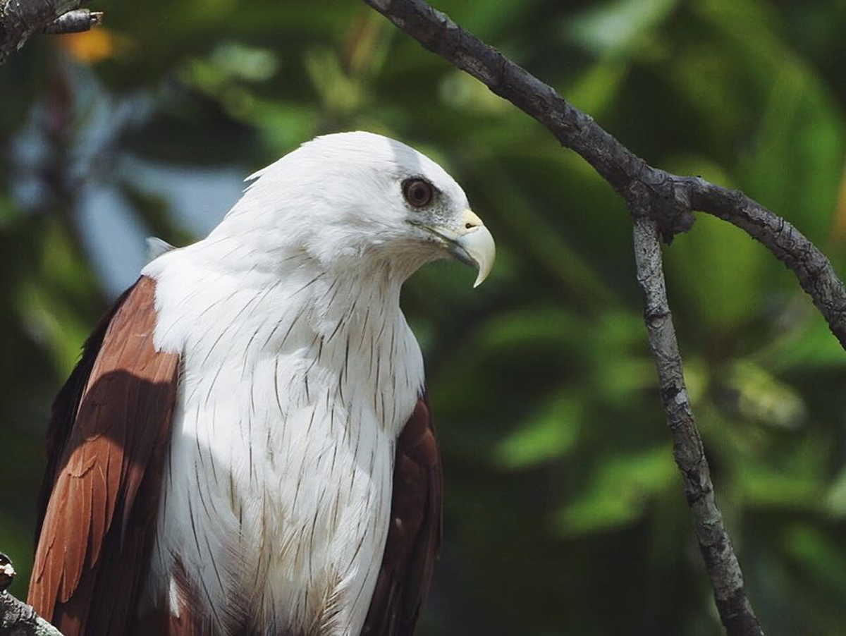 12 Epic Things to Do That You Can Discover in South Sumatra