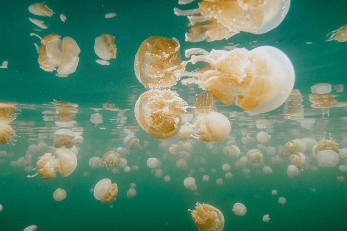 the stingless jellyfish of Lenmakana Lake