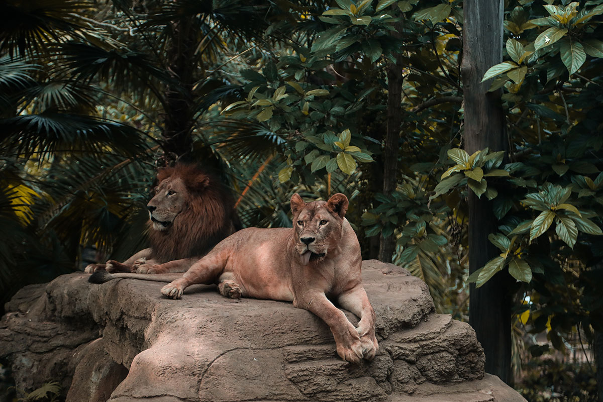 two lions on a rock at Bali Safari and Marine Park