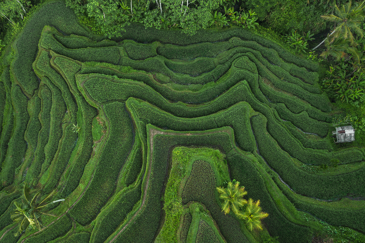 rice-terraces