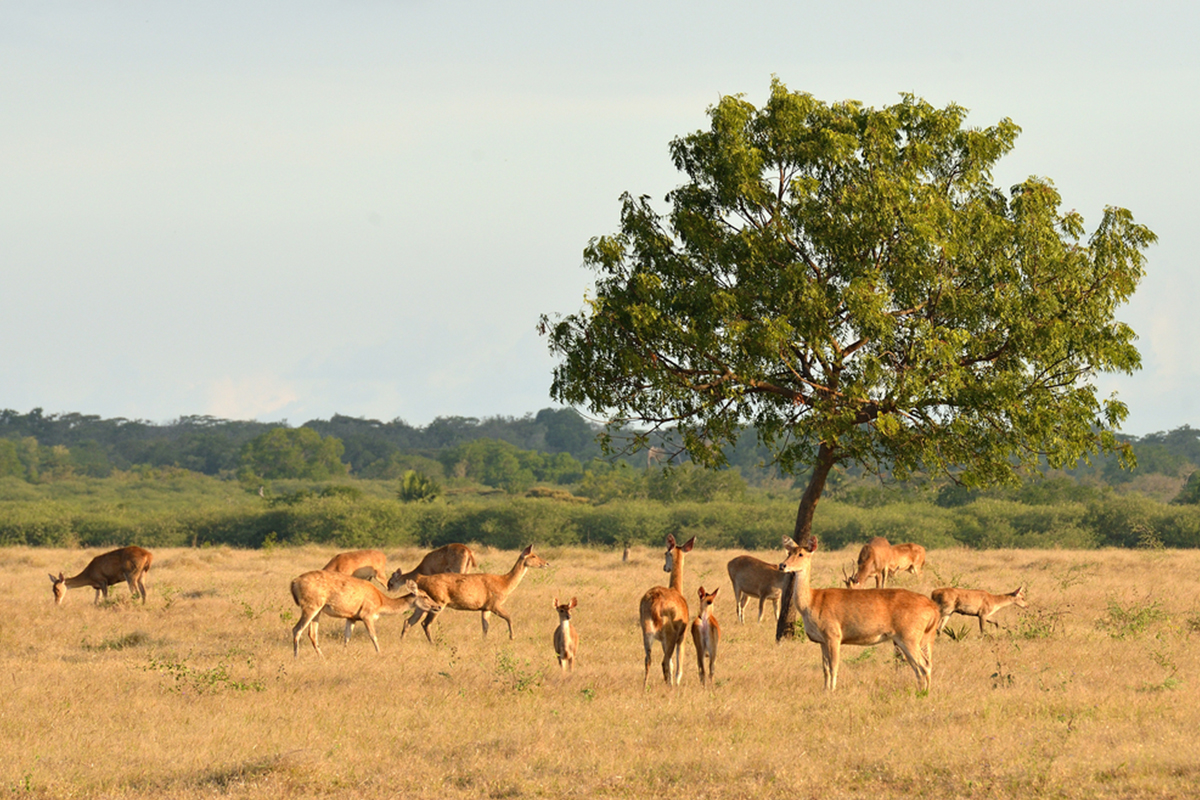 Ecotourism