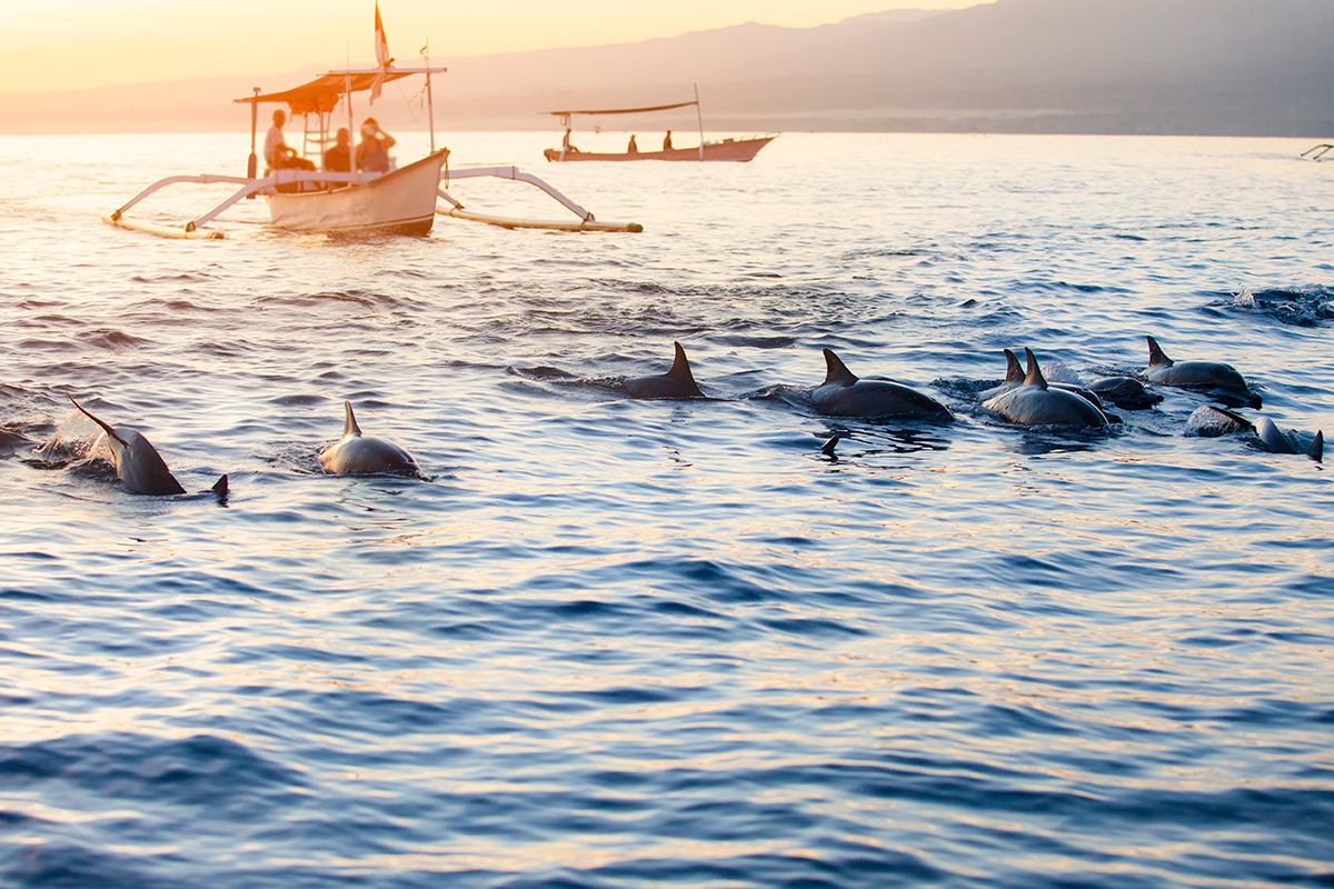 dolphins swimming in front of the boat