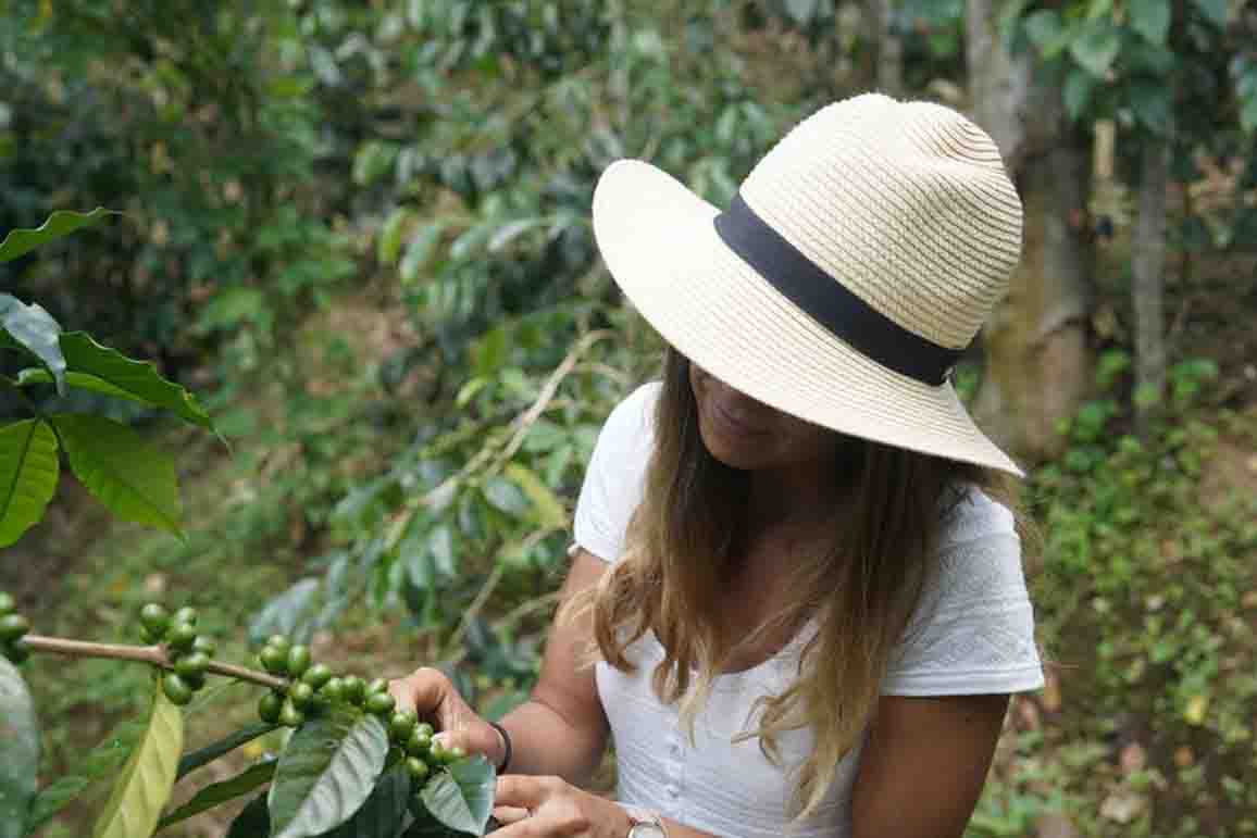 an Arabica coffee tree