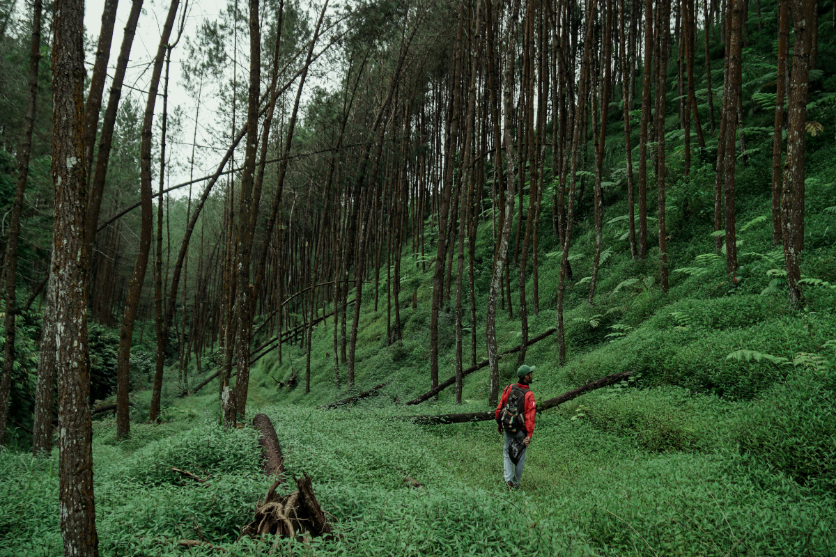 Beautiful Pine Forests in Tropical Indonesia - Indonesia Travel