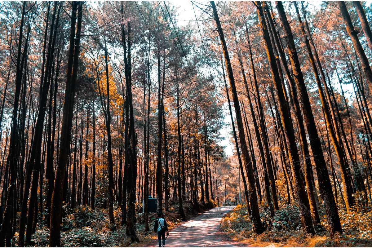 Beautiful Pine Forests in Tropical Indonesia