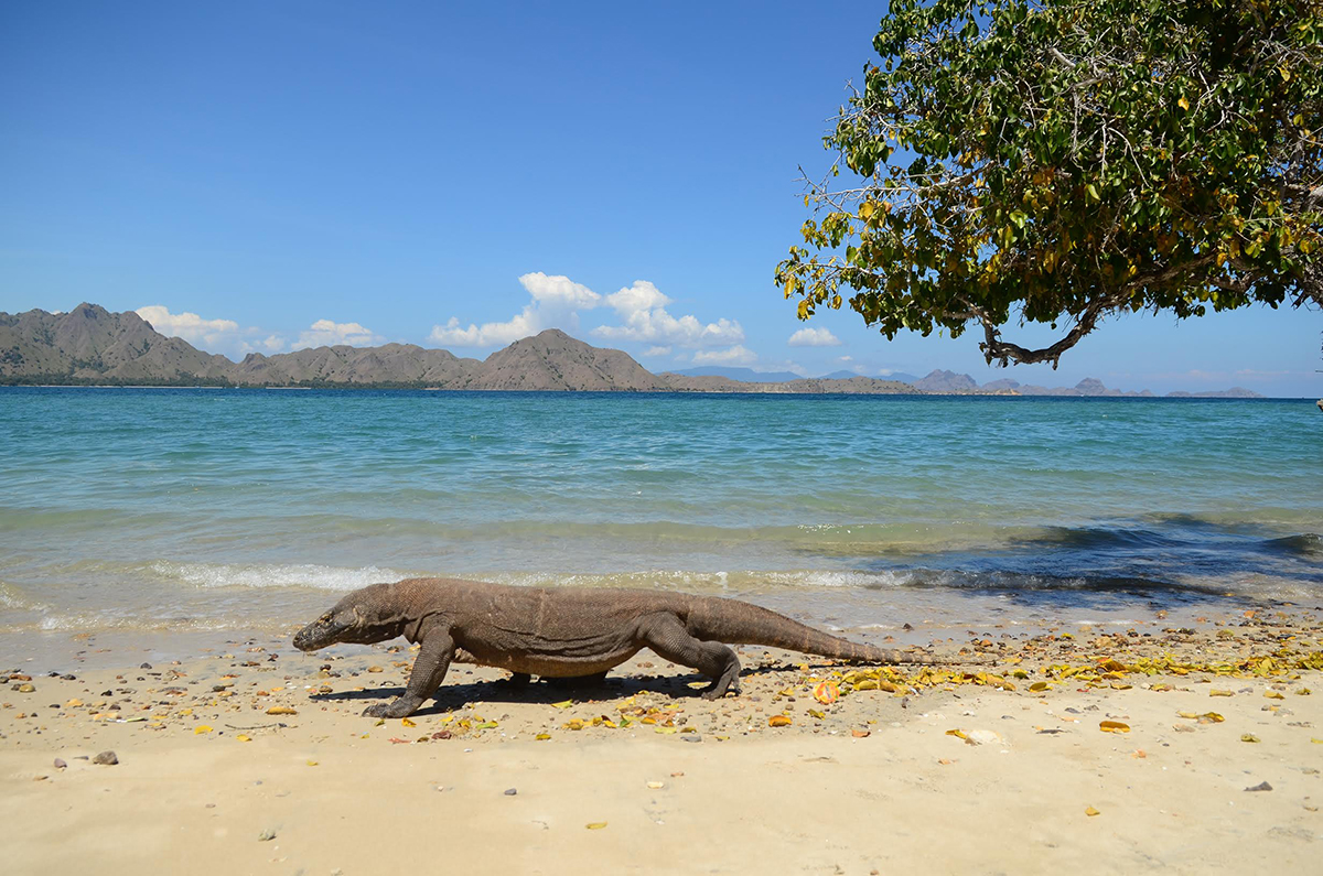 ラブアン バジョ コモド島への3日間の旅行のための完璧な旅程をご覧ください Indonesia Travel