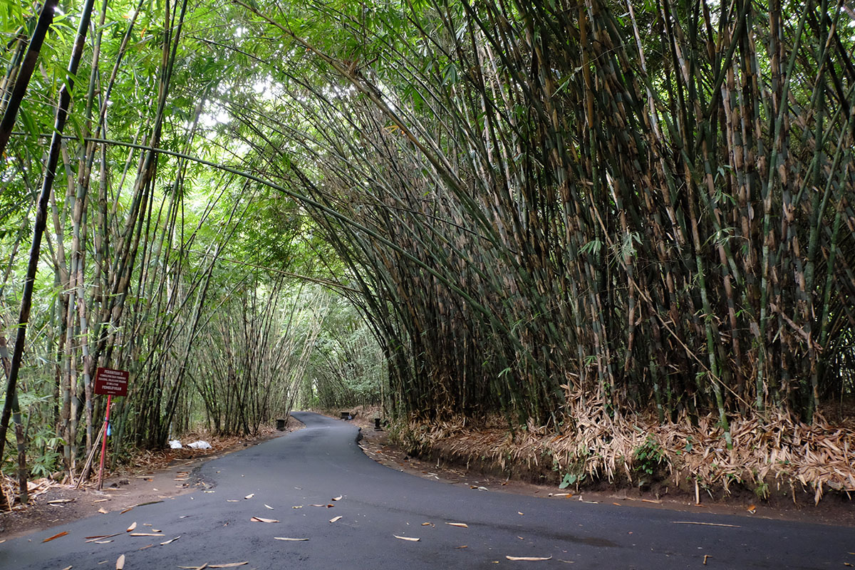 a road in a bamboo forest