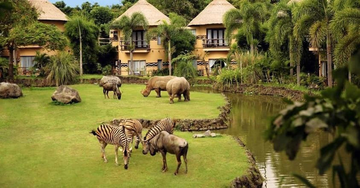 Experience These Safari Adventures on Your Next Visit to Indonesia