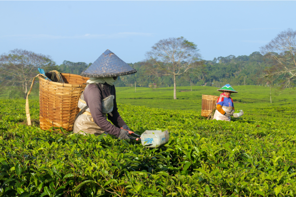 tea garden