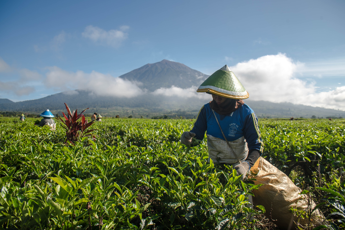 tea garden