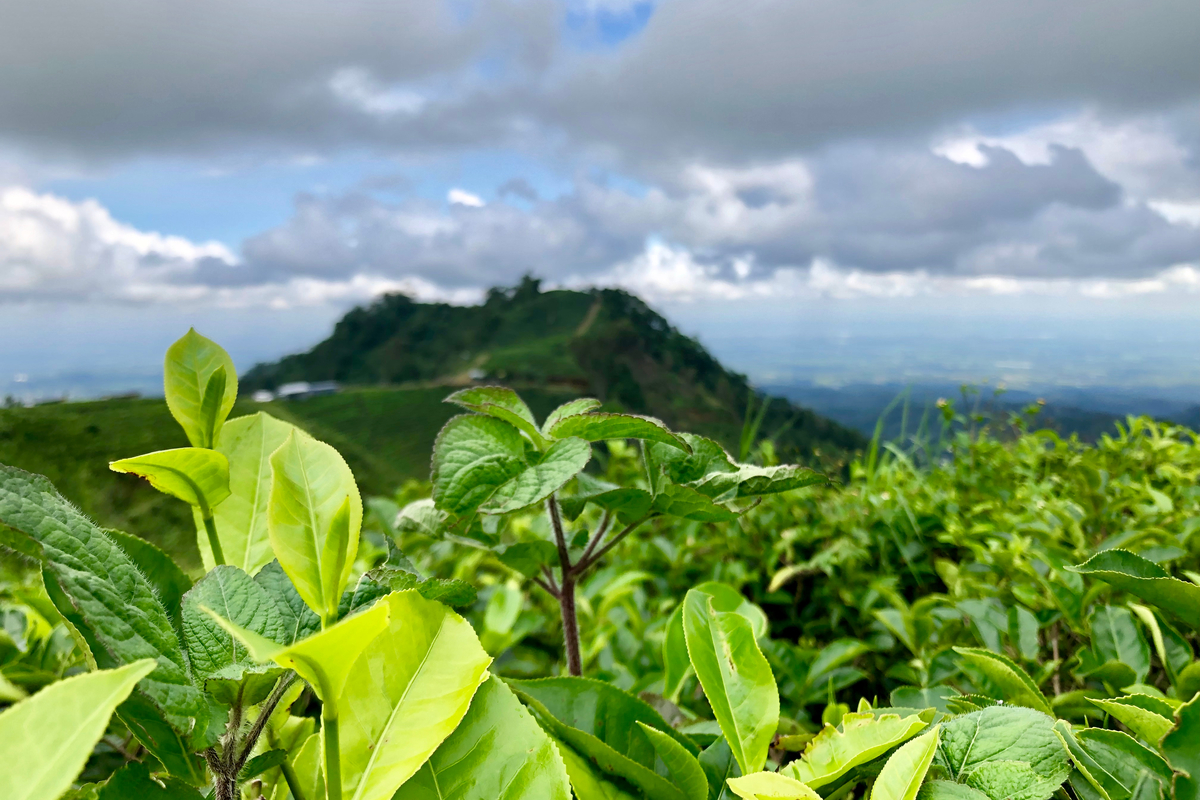 tea garden