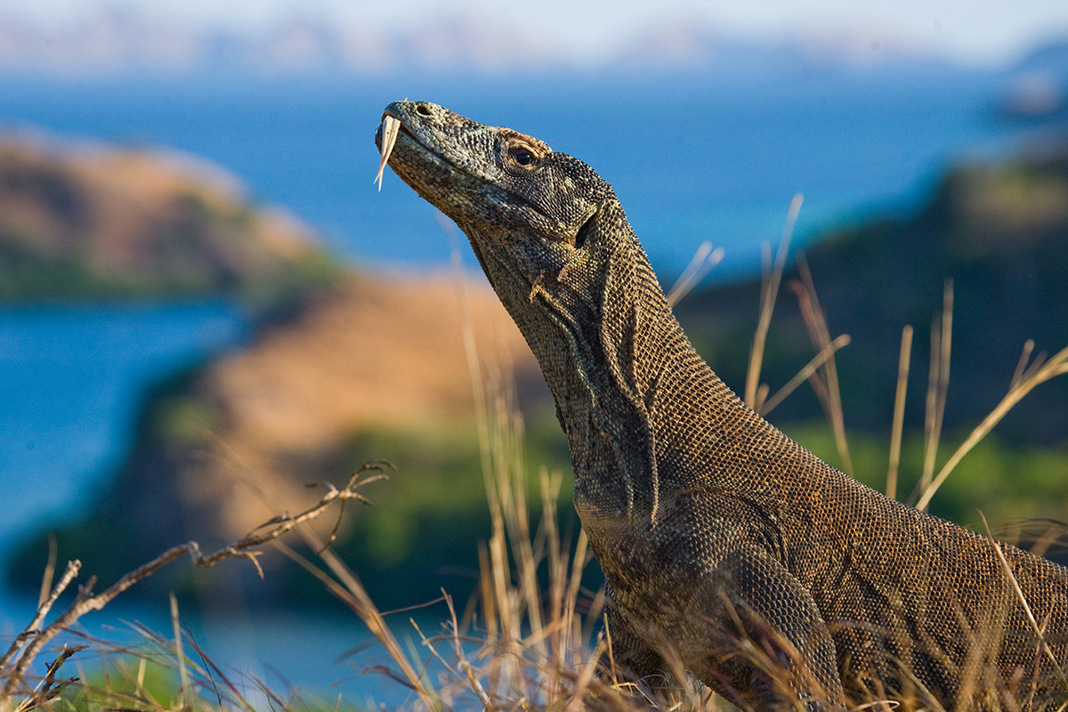 komodo