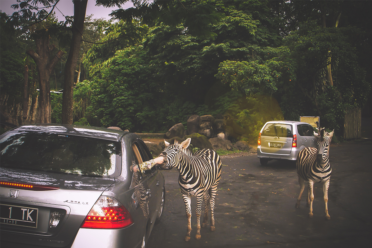 a visitor is feeding a zebra at Taman Safari Indonesia