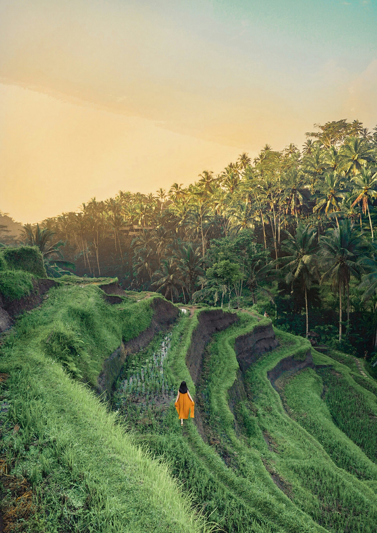 rice-terraces