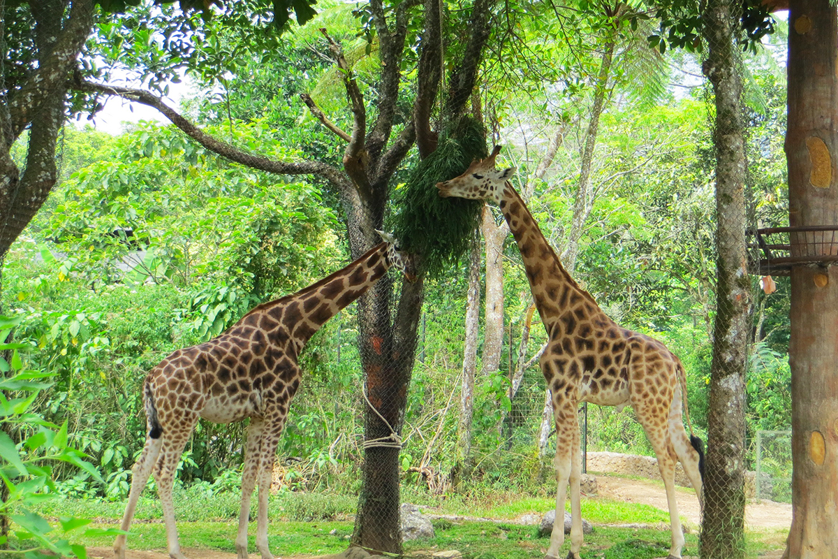 flora taman safari indonesia