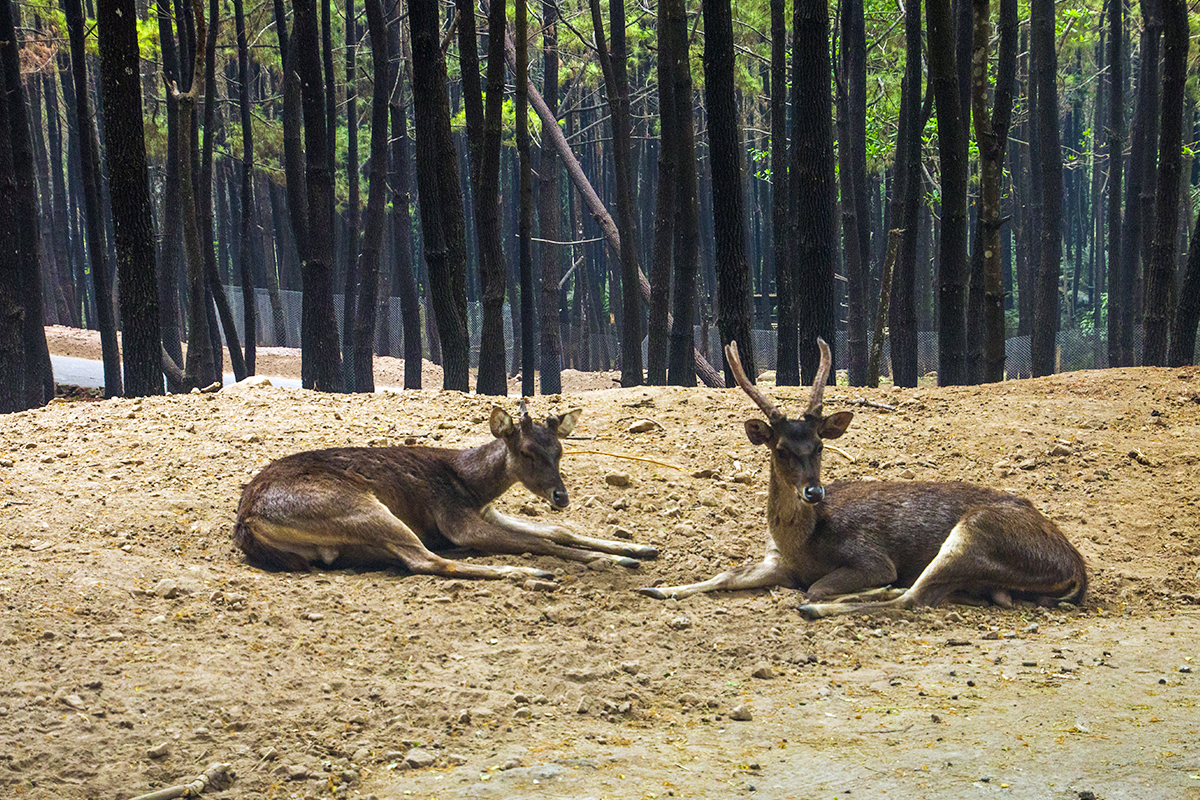 taman safari