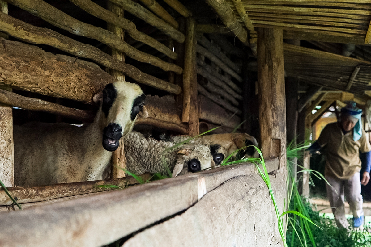 Kampung domba di Desa Wisata Cibuntu, Kuningan