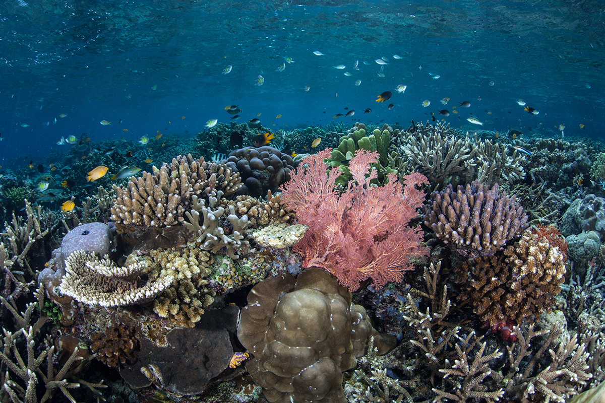 Pesona Terumbu Karang Warna-Warni di Raja Ampat