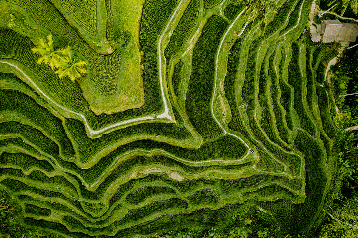 Panorama Terasering di Bali yang memanjakan mata