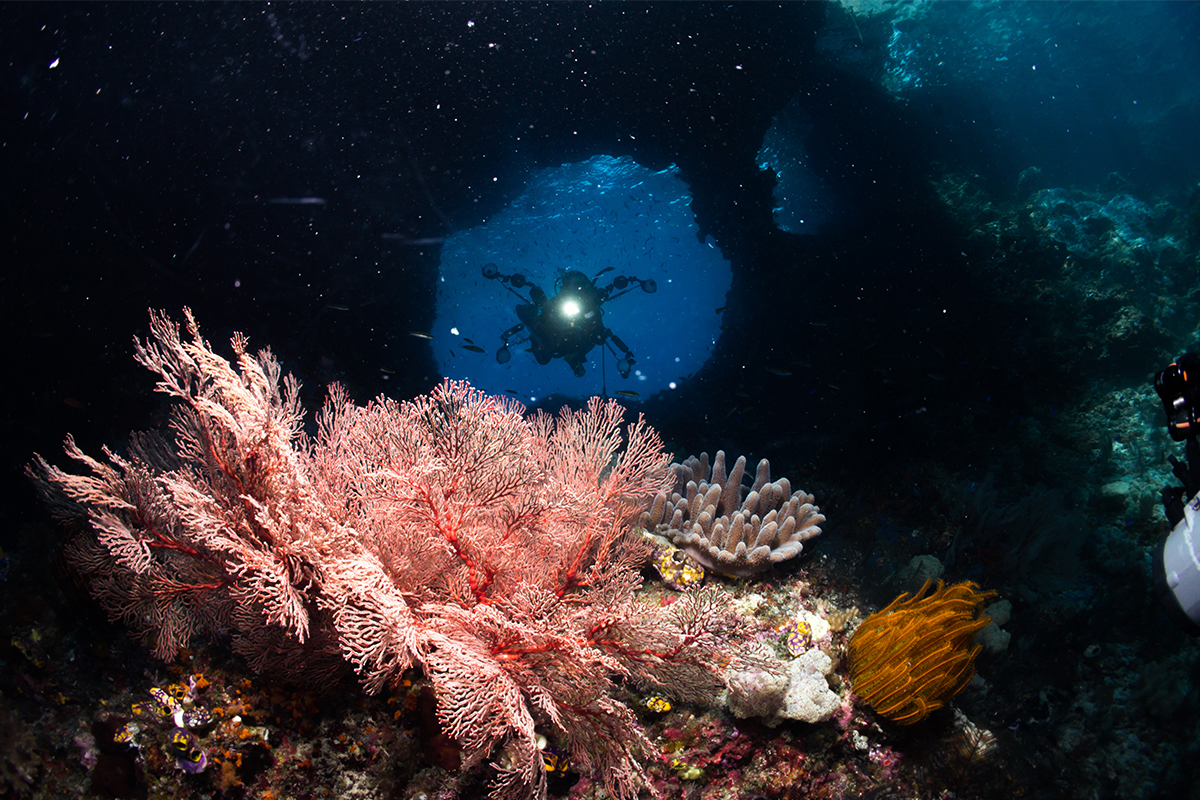 Wisata Raja Ampat Spot Menyelam Terbaiknya 