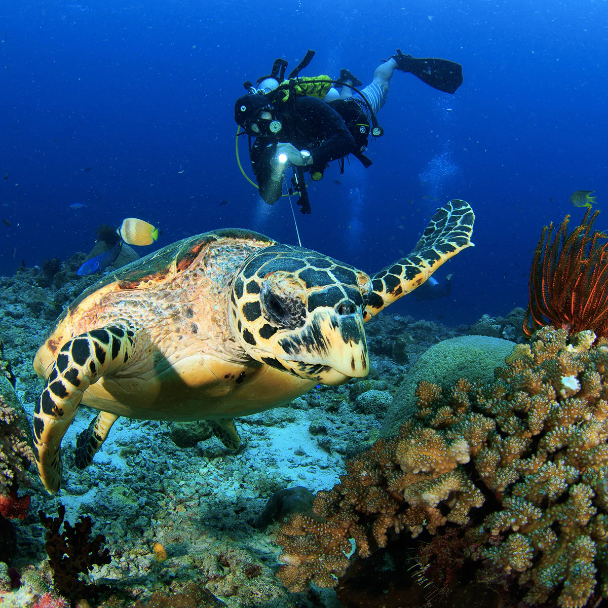 ラジャ・アンパット諸島