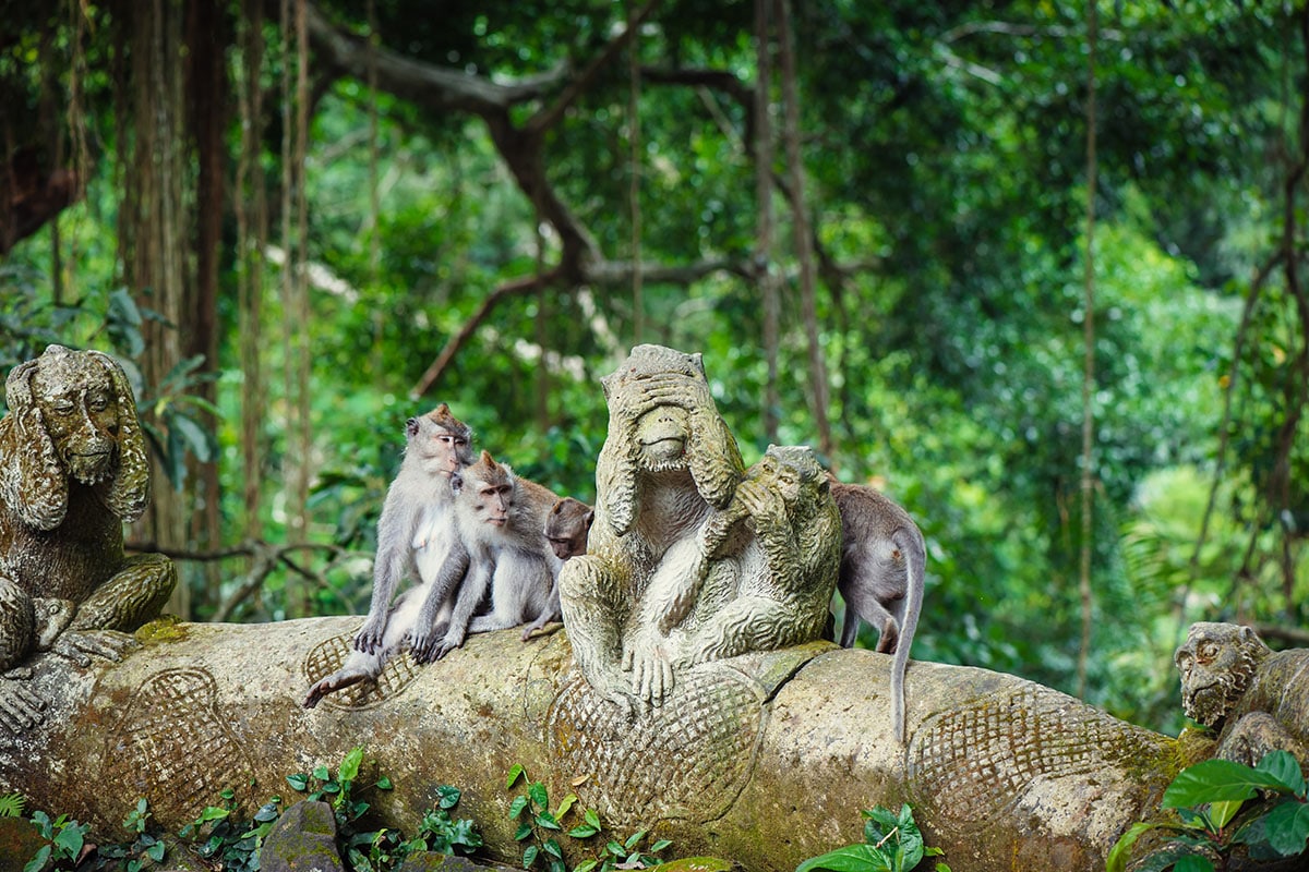 Kera Ekor Panjang di Ubud Monkey Forest