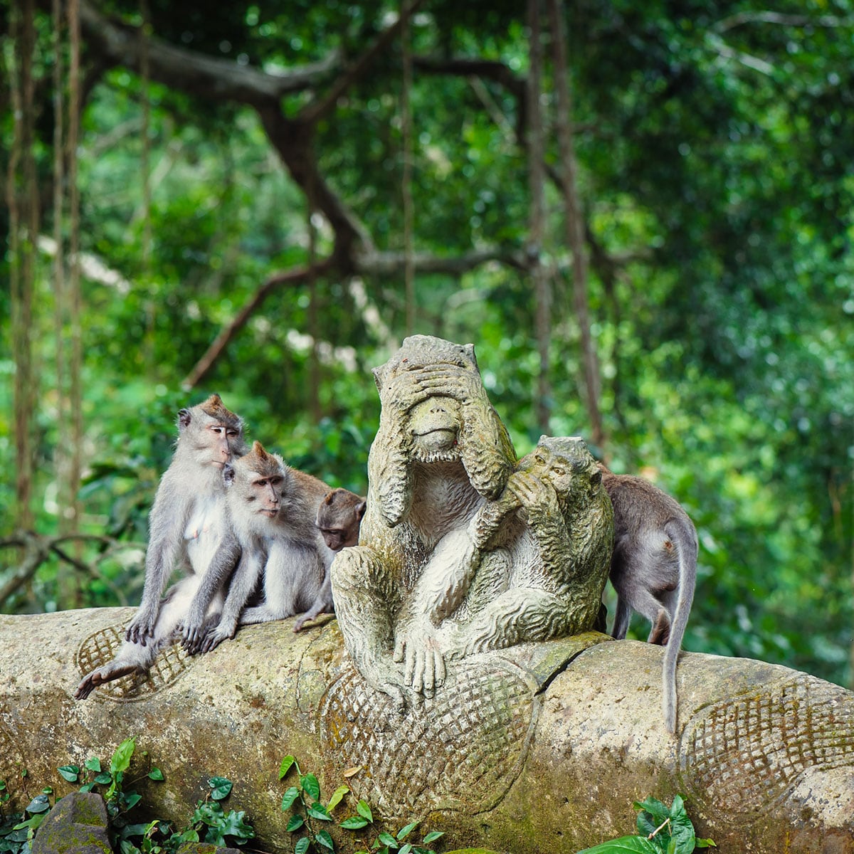 Monkey Forest Ubud, sebuah situs alam nan suci