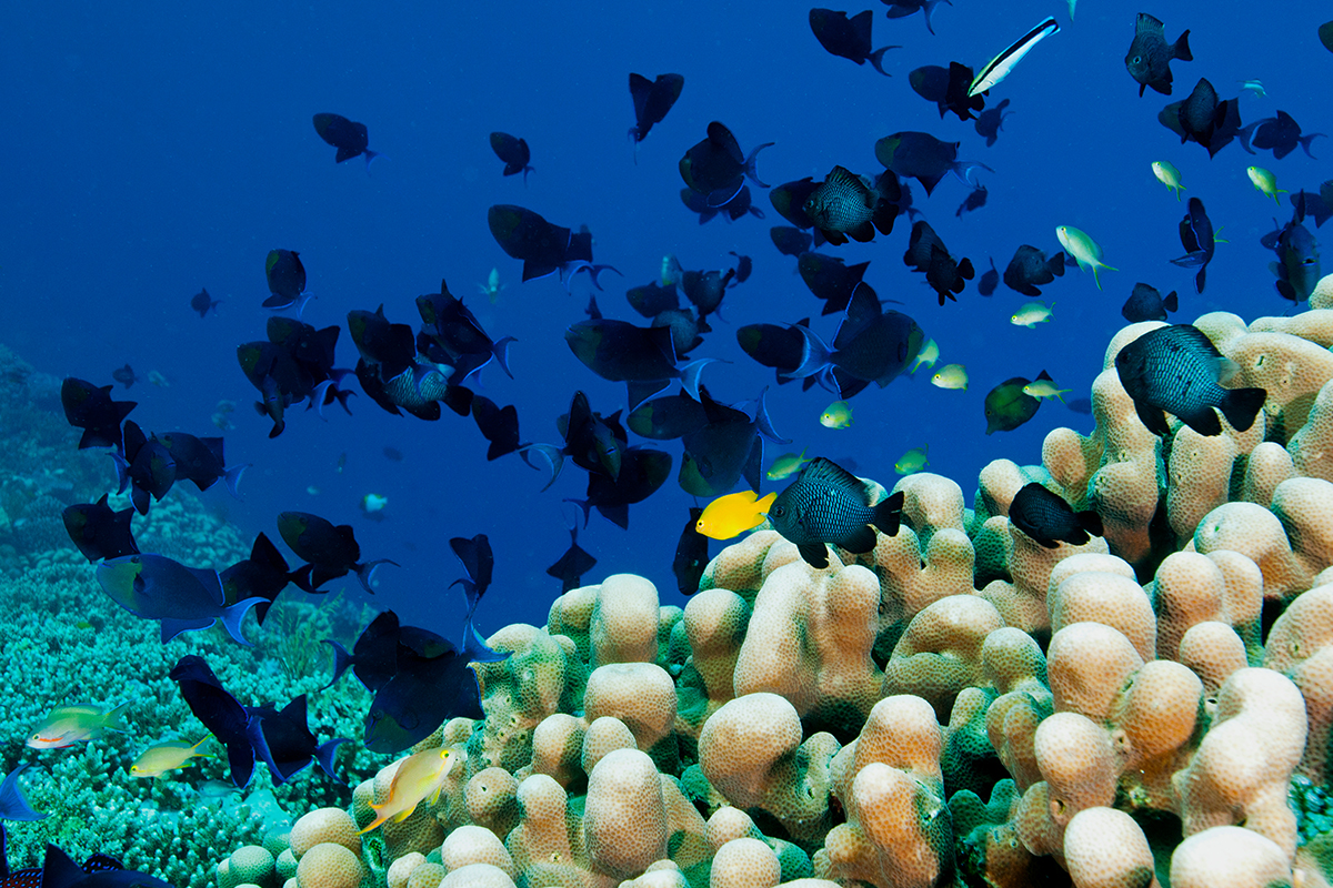 10 Aktivitas Wajib Saat Berkunjung ke Wakatobi, Sulawesi Tenggara -  Indonesia Travel