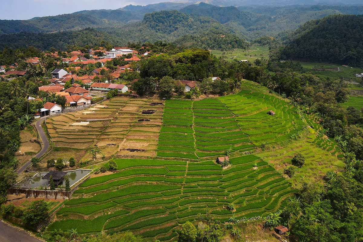 Bentangan sawah hijau di Desa Wisata Bantaragung