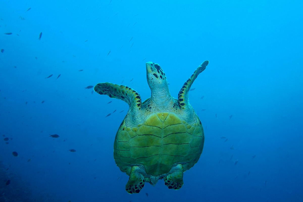 Pelepasan anak penyu di sekitar kawasan laut Pemuteran