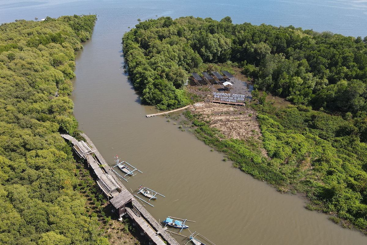 mangrove