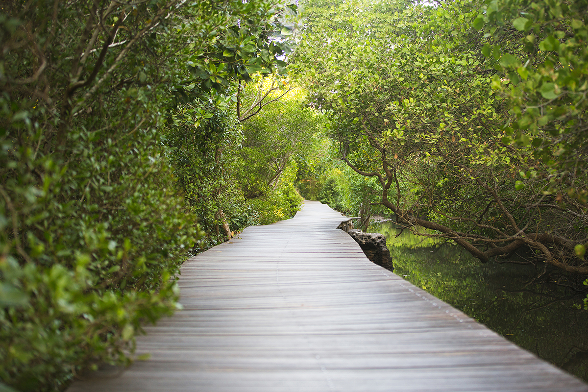hutan-bakau