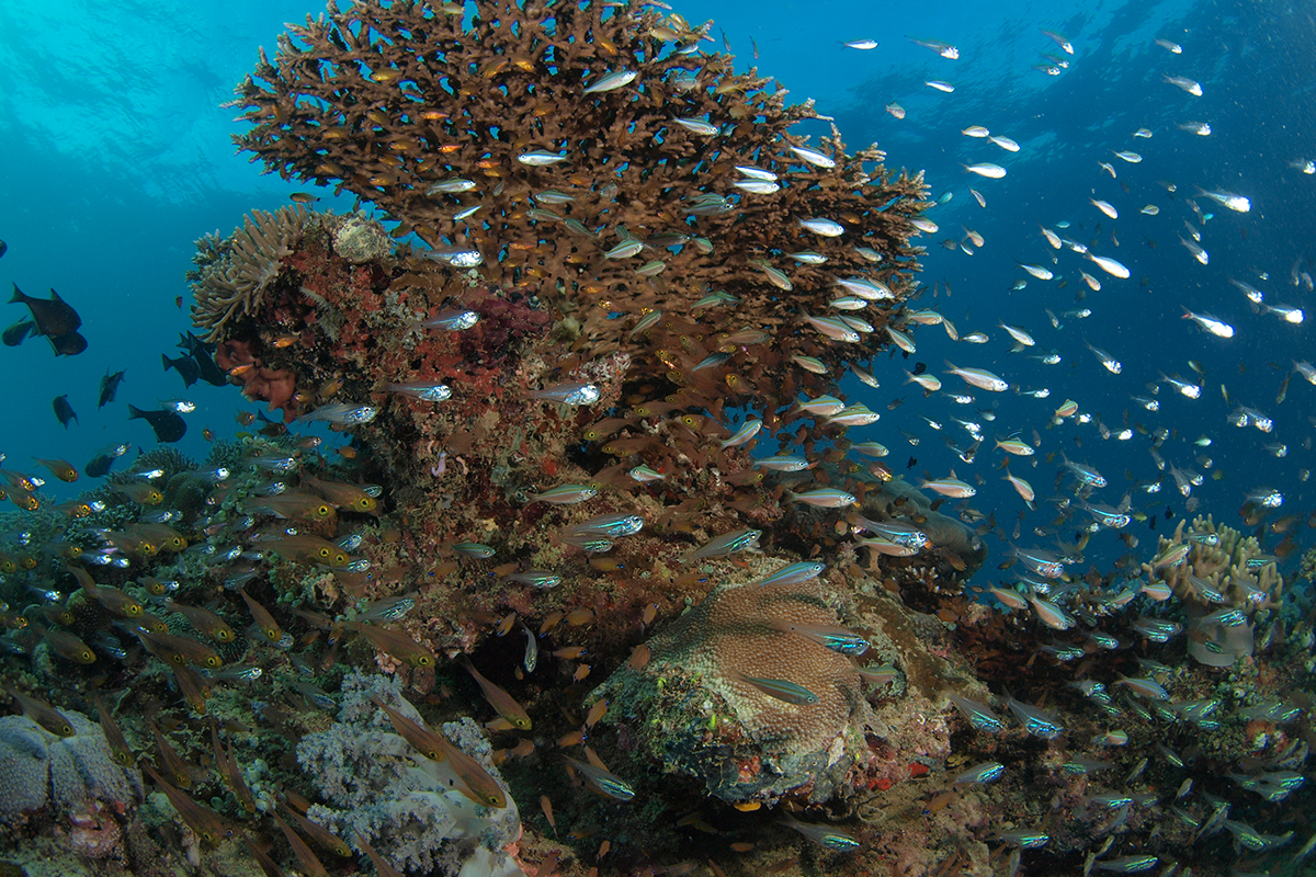 Menyelam di Tanjung Waka