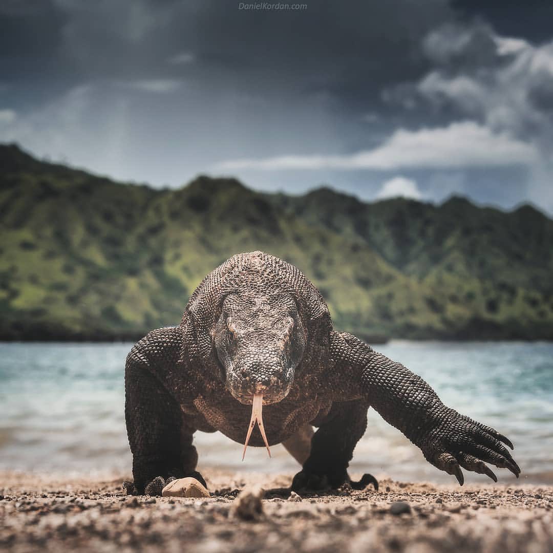 Pulau Komodo, Nusa Tenggara Timur