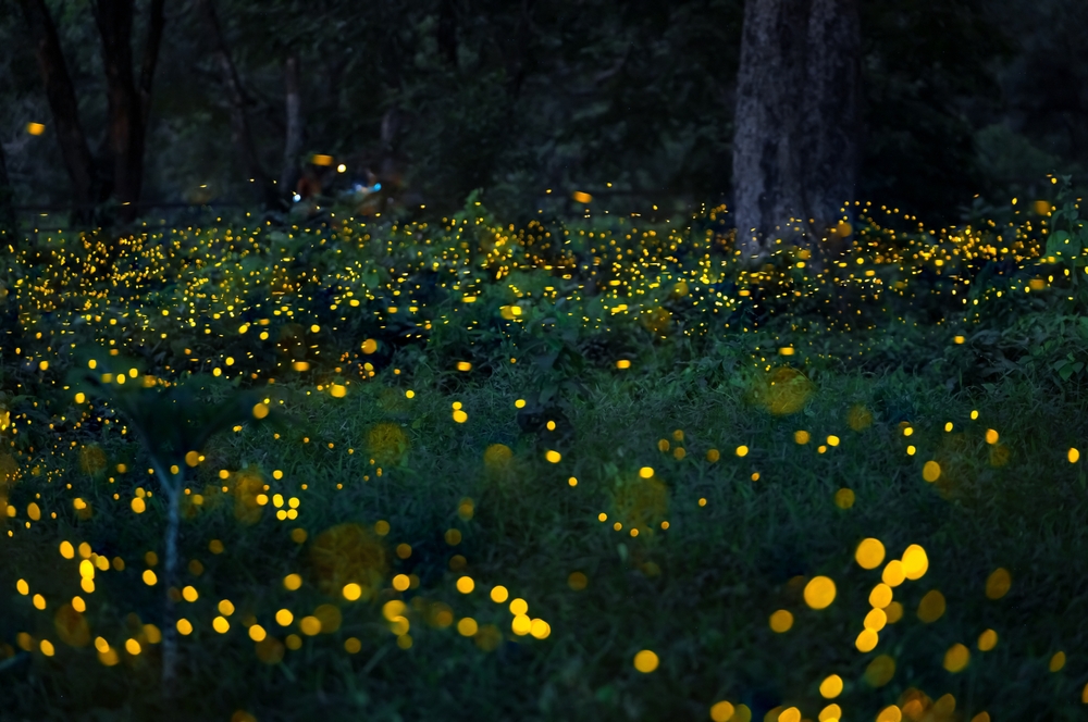 Lumina Jakarta (Hutan Menyala dan Immersive Lebaran)