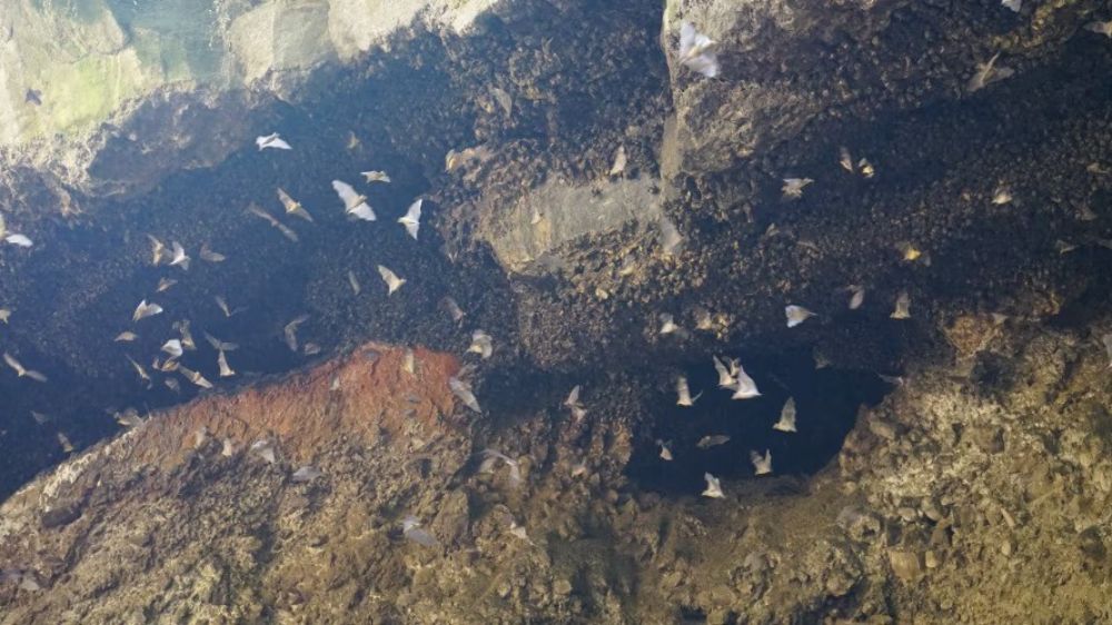 Yuk, Coba Wisata Unik ke Gua Batman, Probolinggo