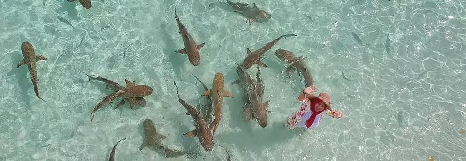 라자 암팟 스타일로 즐기기: 럭셔리 리브어보드 탐험 가이드